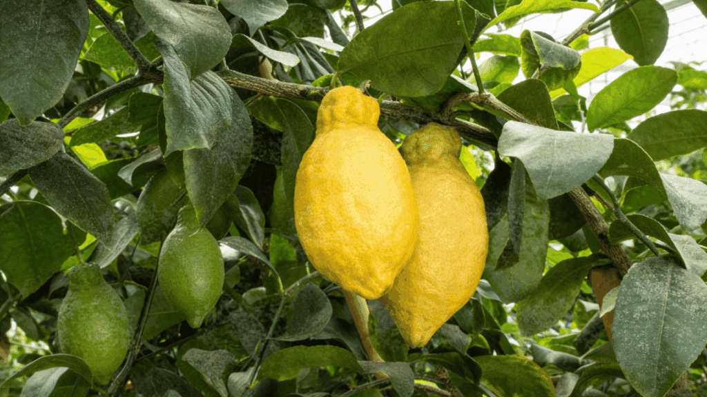 Two bright yellow monachello lemons hang among dark green leaves on a citrus tree, with several smaller green lemons also visible.