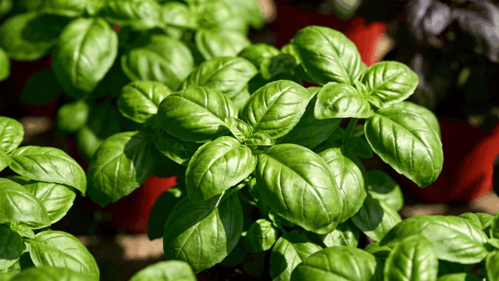 Vibrant green basil leaves are shown in a close-up shot with bright sunlight highlighting their texture.