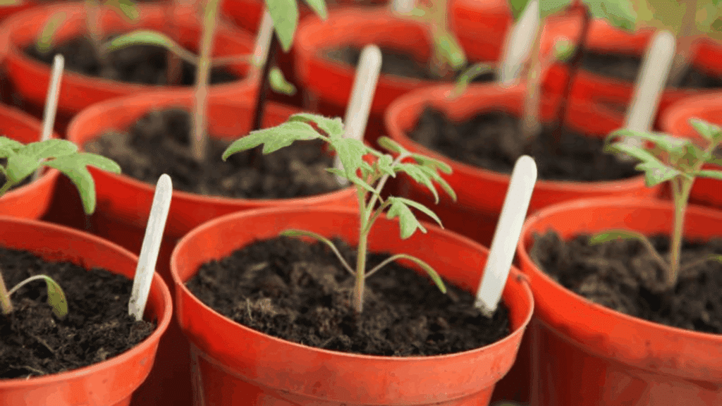 Young tomato seedlings growing in small pots, ready for hardening off before planting