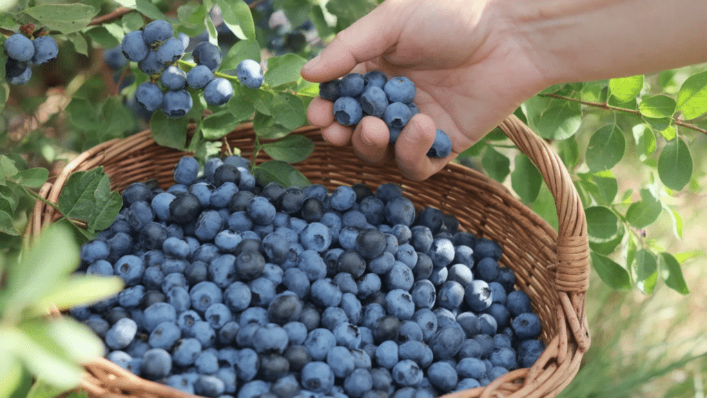 how to care for blueberry bushes daily and year round