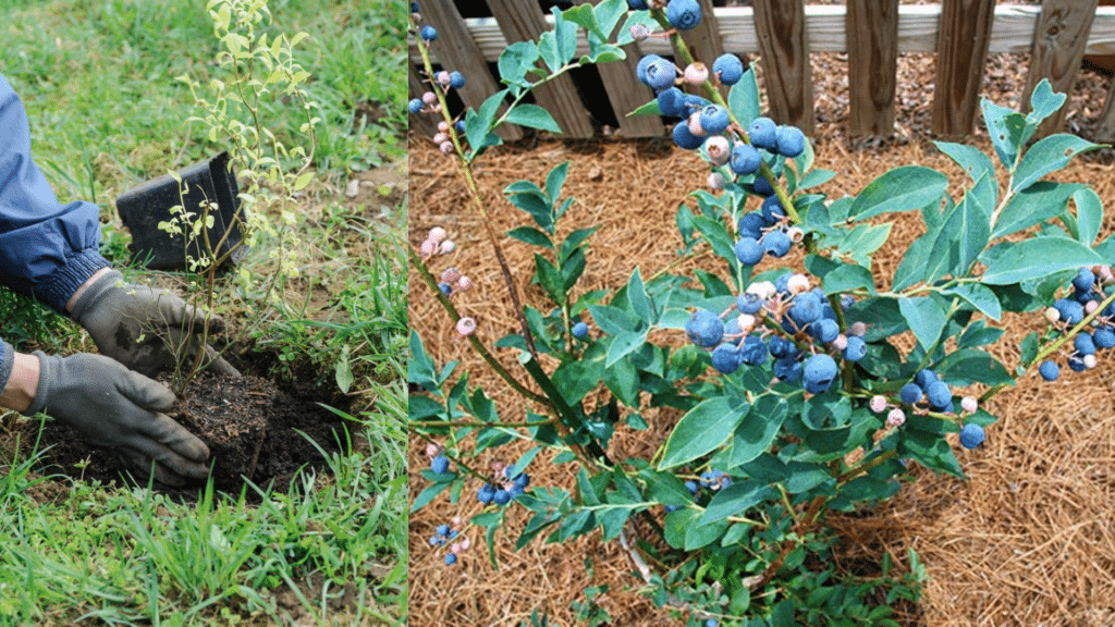 how to plant blueberry bushes