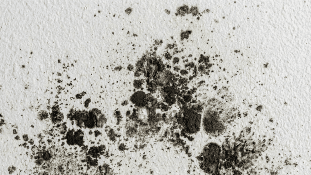 powdery mildew growing on white color wall