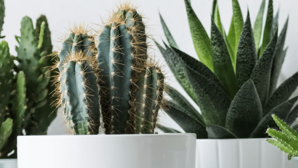 A close-up of several potted cacti and succulents