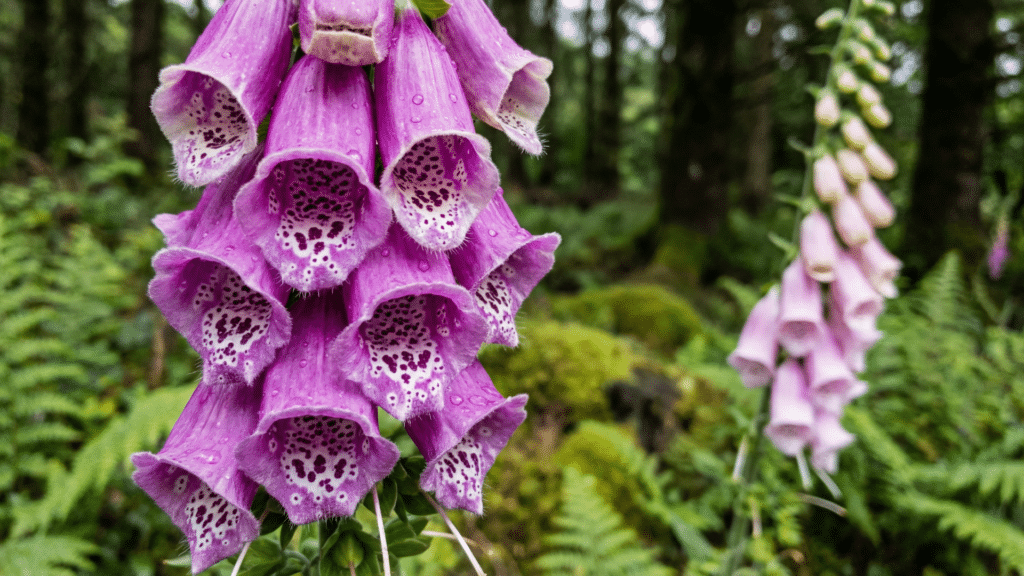 Close-up of foxglove leaves showing soft texture and serrated edges