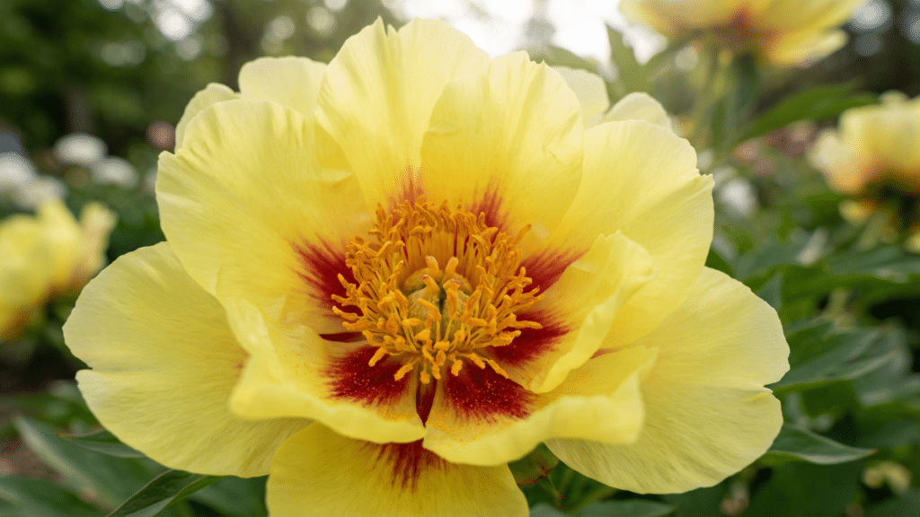 Close-up of yellow Bartzella Itoh peony flower with red center flares