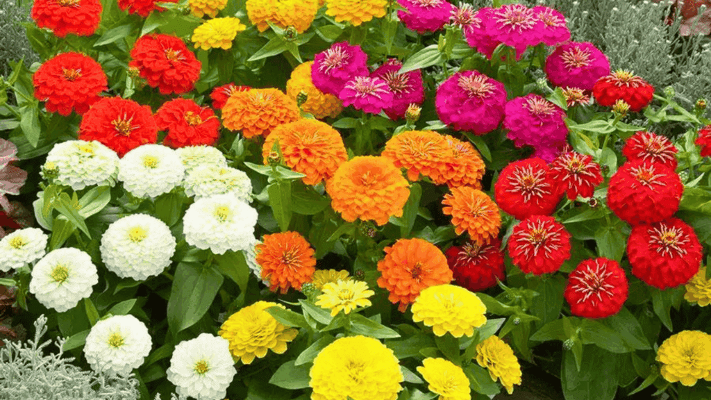 Colorful zinnias in full bloom do zinnias come back