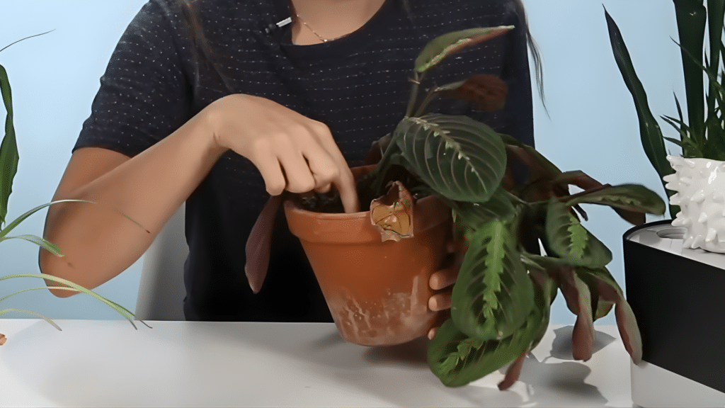 Person checks soil moisture in a terracotta pot containing a prayer plant with distinct green and burgundy leaves