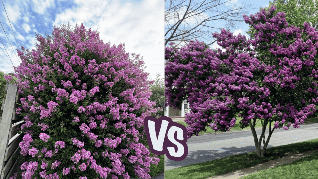 Split image comparison showing a dense, bush crape myrtle with light purple flowers on the left versus a more traditional, multi-trunked crape myrtle tree with deeper purple flowers on the right.