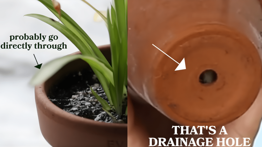 Split image showing a small potted plant and the underside of a terracotta pot revealing a drainage hole