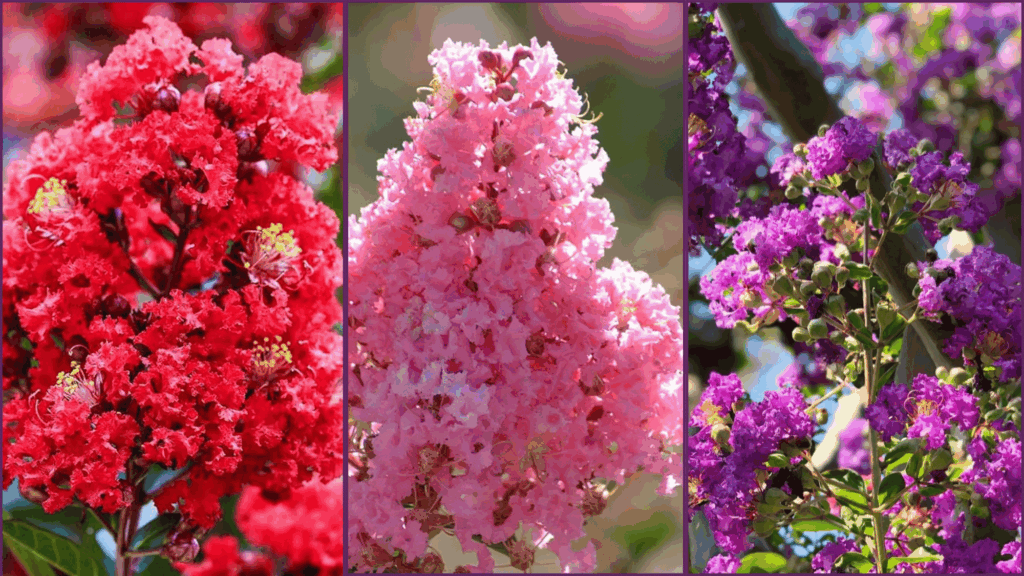Split image showing a three different colors of bloom in a crape myrtle bush.