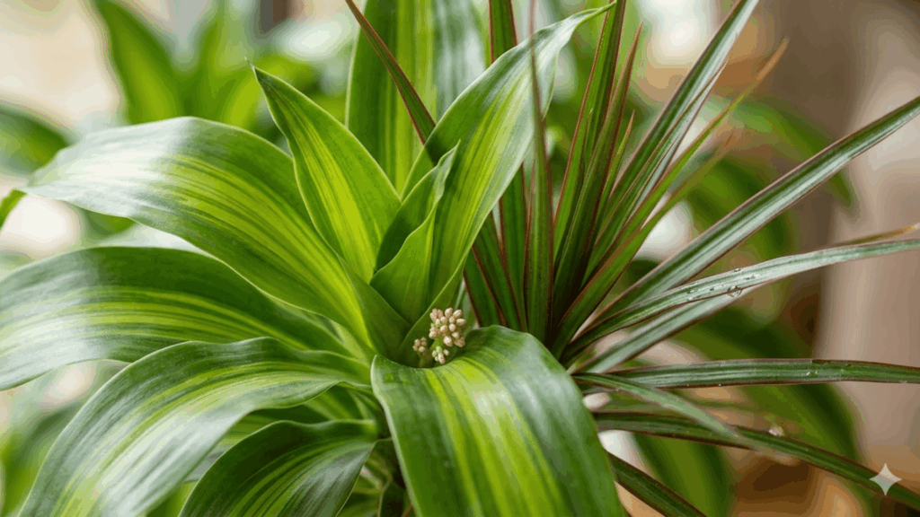 How to Care for Dracaena Plant As a Beginner? a green dracaena plant with long striped leaves indoors dracaena plant care