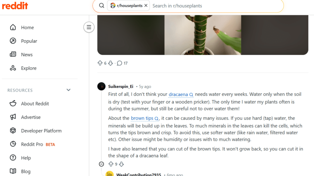 a reddit page showing dracaena plant care discussion with comments and plant image preview