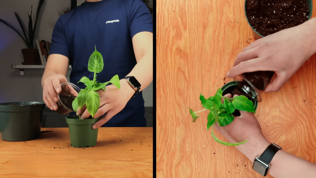 adding fresh soil around plant to secure roots