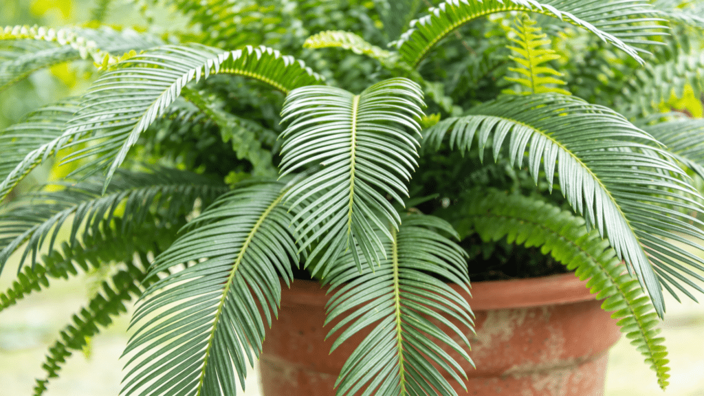 boston fern with long arching green leafy fronds