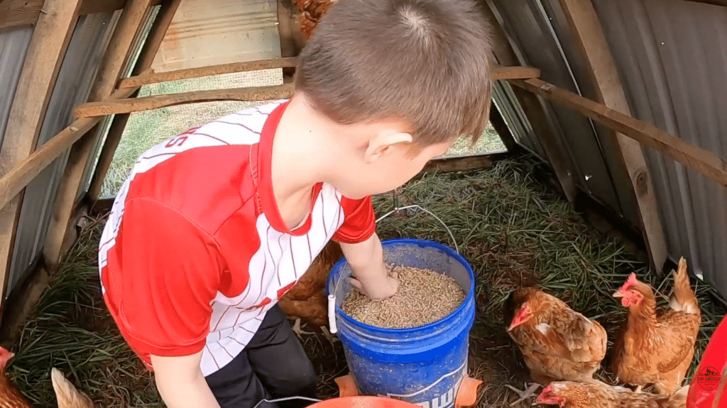 child checking feed level inside diy chicken feeder bucket while chickens gather around in coop