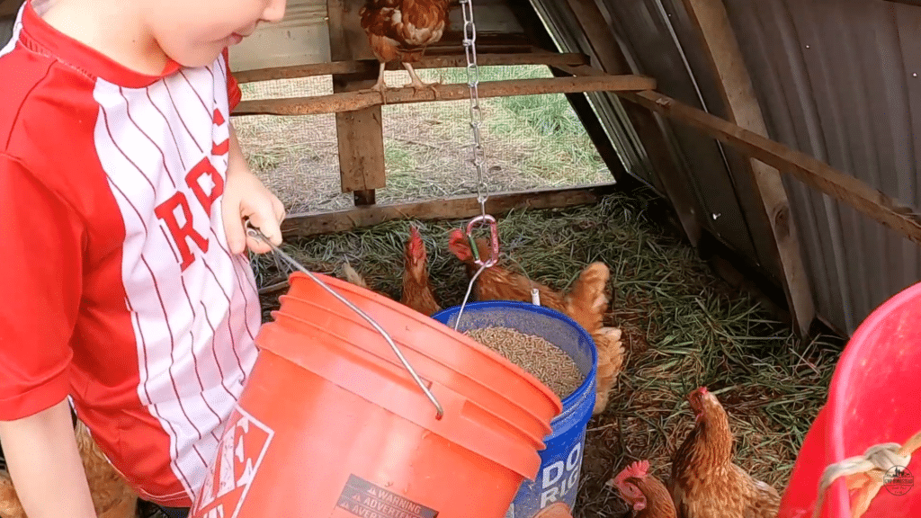 child pouring feed into hanging diy chicken feeder while chickens gather and eat inside coop