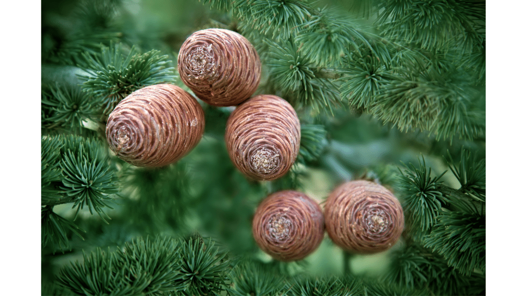 cluster of brown pine cones hanging from green evergreen branch with soft blurred forest background natural pest repellent