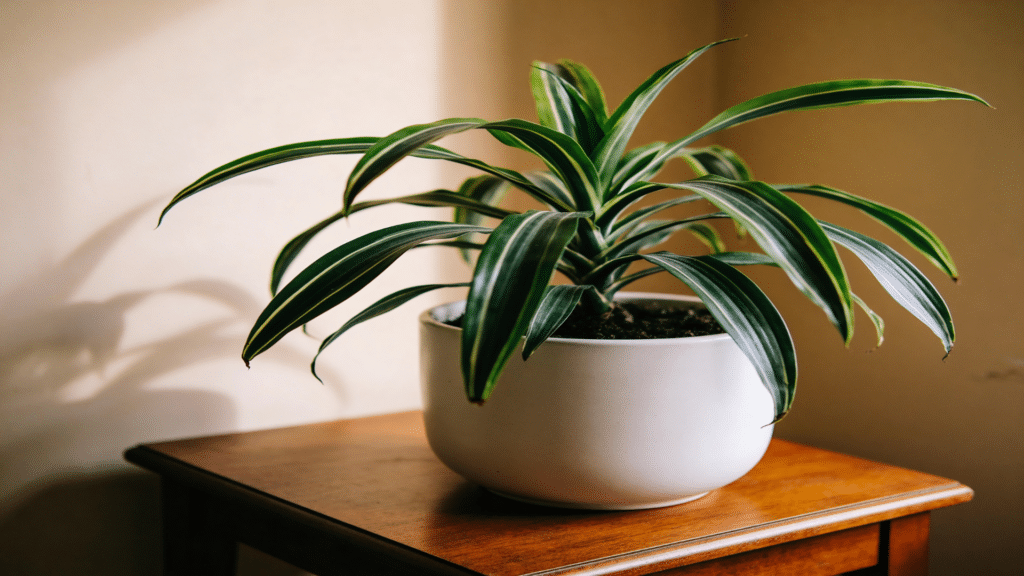 dracaena plant with striped leaves in white pot
