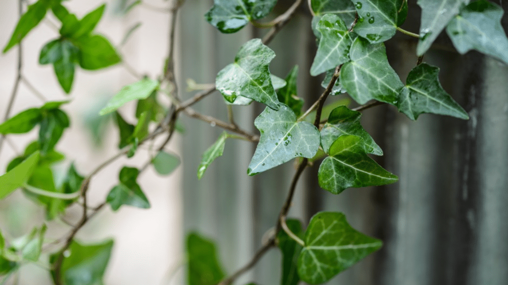 english ivy plant with trailing green leaves on vine