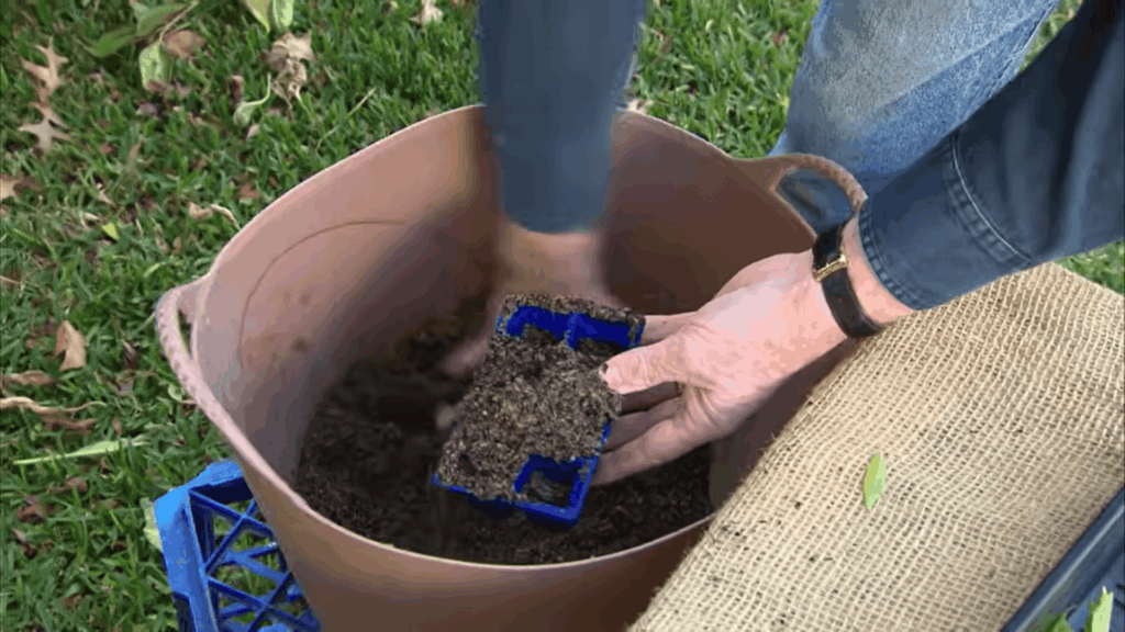 filling pot with soil mix for cuttings showing how to propagate plants in simple steps at home
