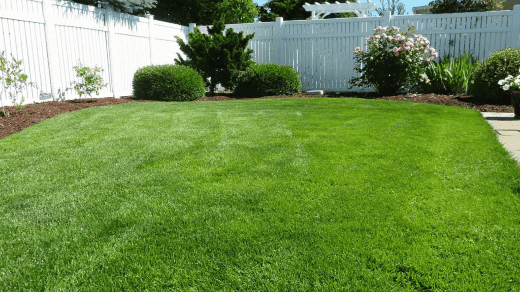 fresh green lawn grown after hydroseeding in backyard with white fence shrubs and garden beds showing thick healthy grass coverage