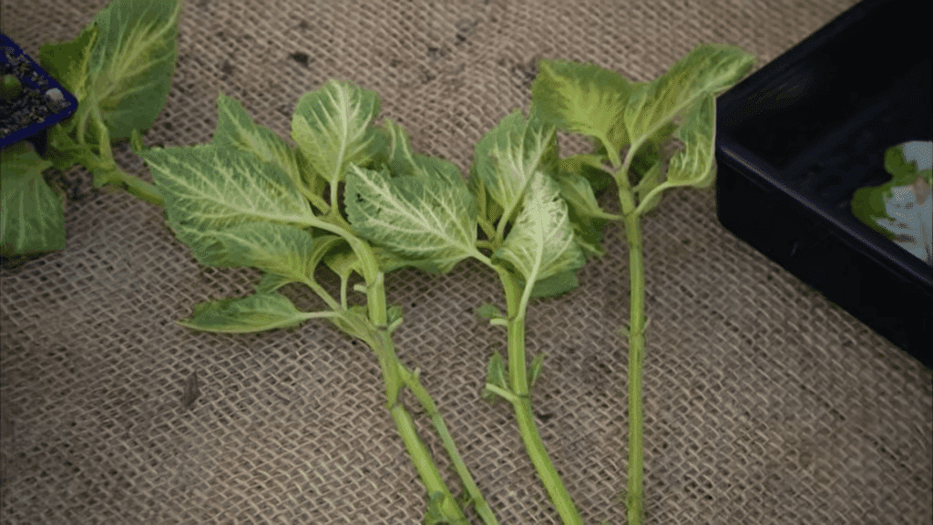 fresh stem cuttings prepared on table showing how to propagate plants step by step at home