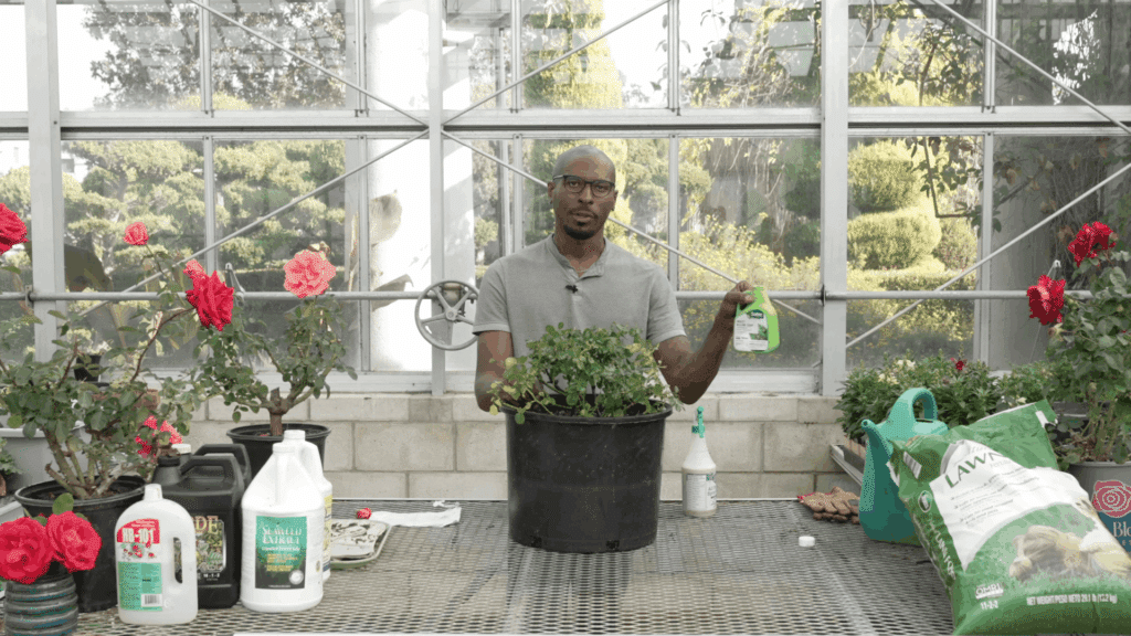 gardener holding organic plant spray beside potted rose bush in greenhouse while explaining how to plant roses and how to plant rose bushes