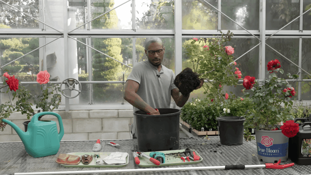 gardener placing rose plant into large pot in greenhouse demonstrating how to plant roses and how to plant rose bushes