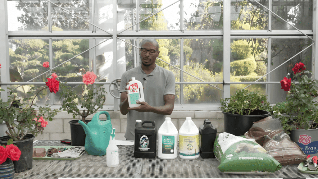 gardener showing rose fertilizer and soil amendments on table in greenhouse while explaining how to plant roses and how to plant rose bushes