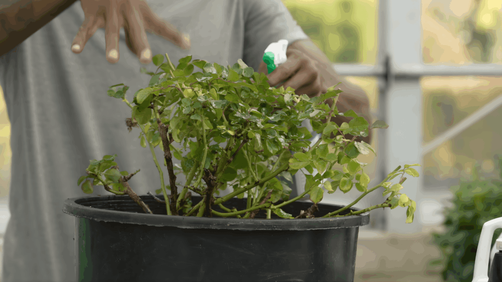 gardener spraying rose bush leaves in large pot demonstrating plant care tips while explaining how to plant roses and how to plant rose bushes