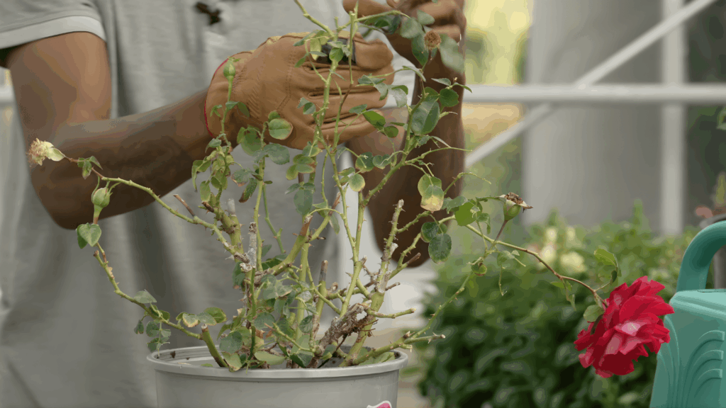 gardener wearing glove pruning damaged stems on potted rose plant in greenhouse while explaining how to plant roses and how to plant rose bushes