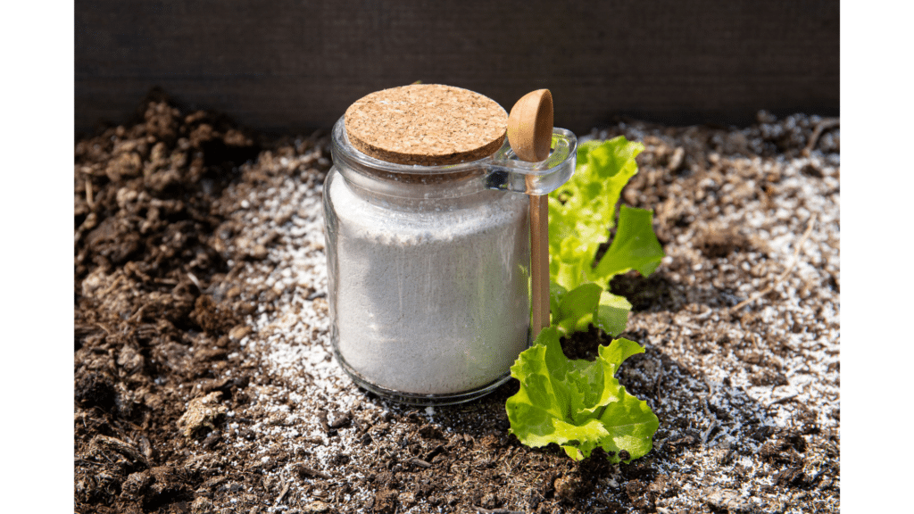 glass jar of white garden powder with cork lid and wooden spoon placed on soil beside small green lettuce plant in garden bed natural pest repellent,
