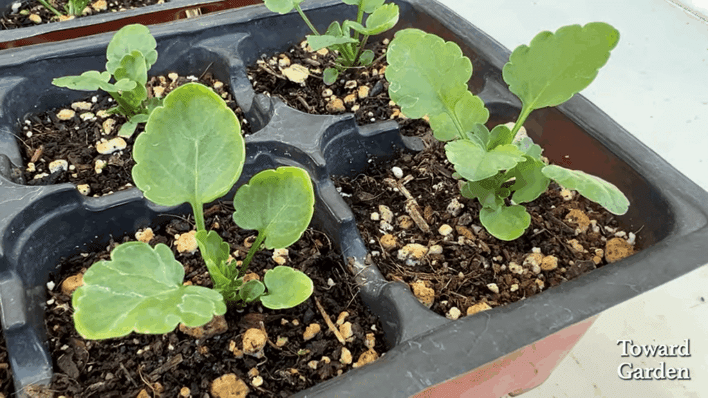 growing process and showing when to plant pansies for good growth