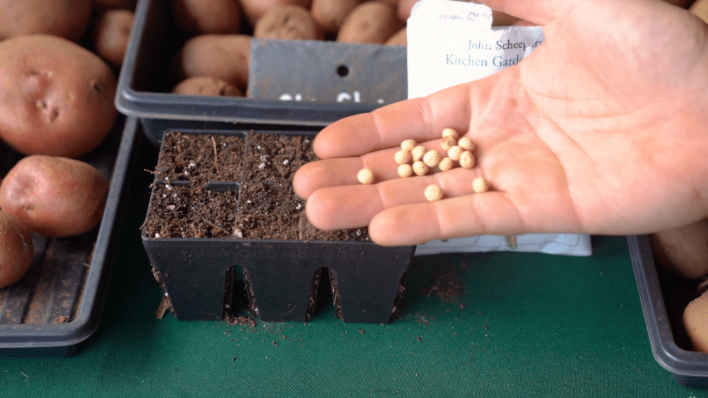 hand holding pea seeds ready for planting