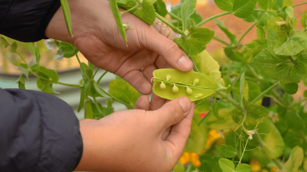 hand opening pea pod showing growing peas