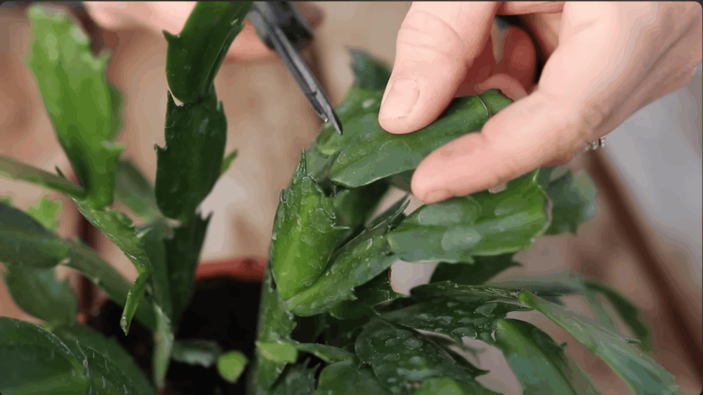 hand using scissors to trim green plant leaves during close up gardening activity