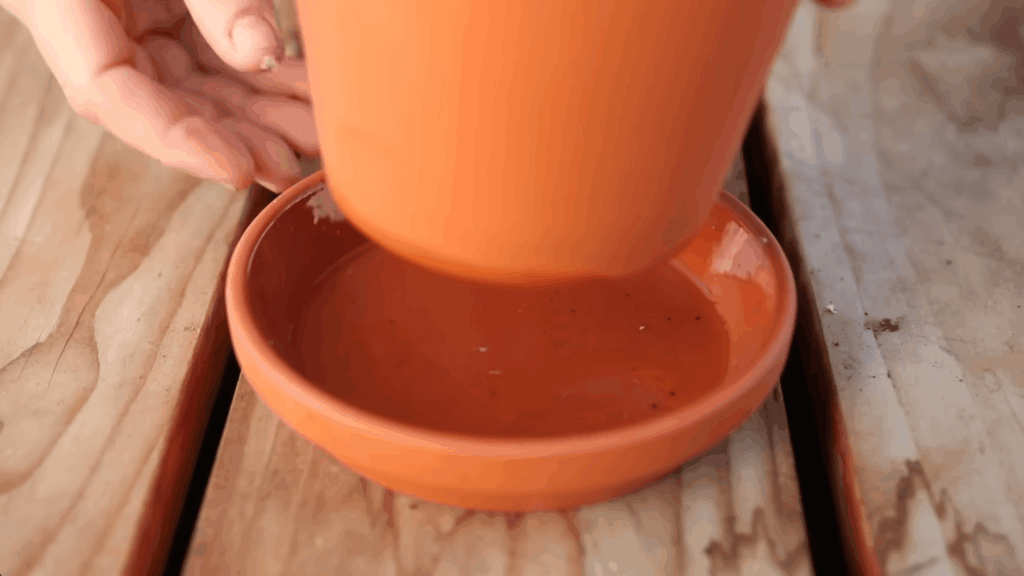 hands placing terracotta pot into saucer on wooden table during planting process