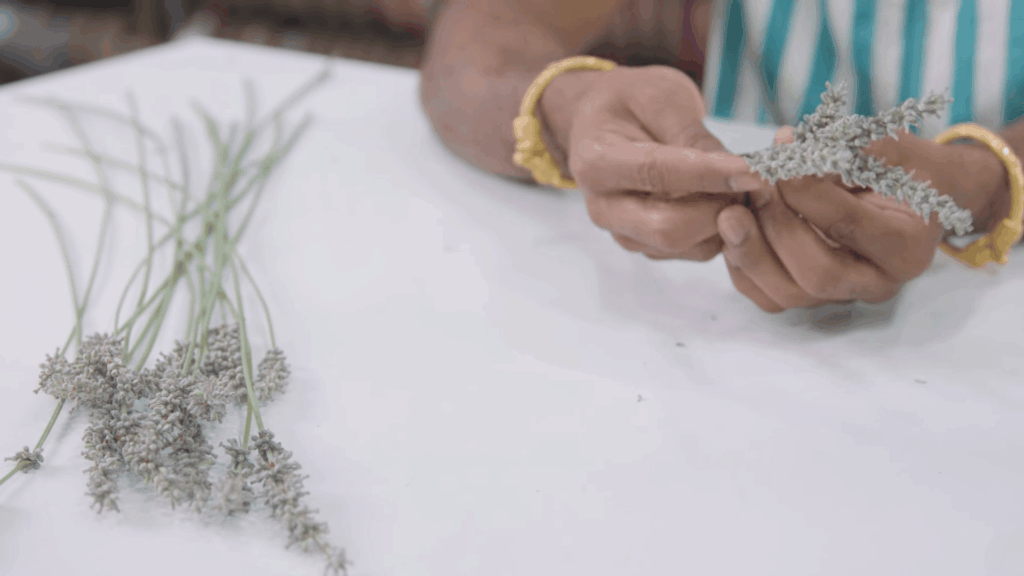 hands removing small lavender buds from stem over white table