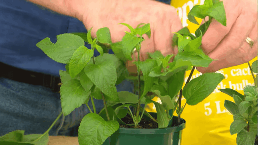 healthy cuttings growing in pot showing how to propagate plants successfully at home step by step