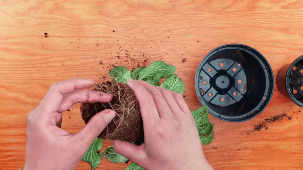 loosening tangled roots gently before placing in new pot