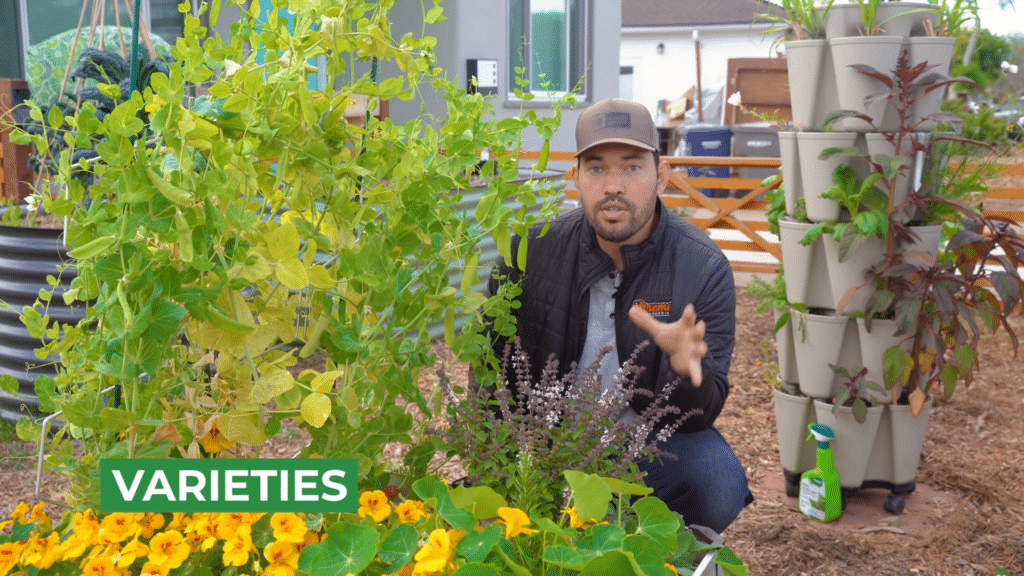 man showing pea plant varieties in garden setup