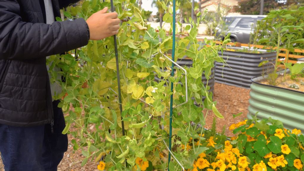 pea plants growing on trellis in garden bed