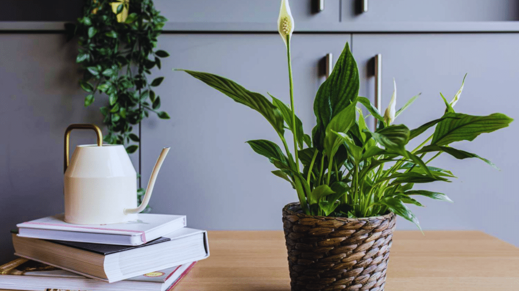 peace lily plant in woven basket pot placed on wooden table beside books and watering can