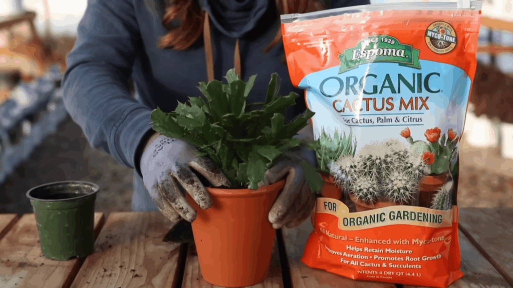 person holding potted plant next to bag of organic cactus mix on wooden table outdoors