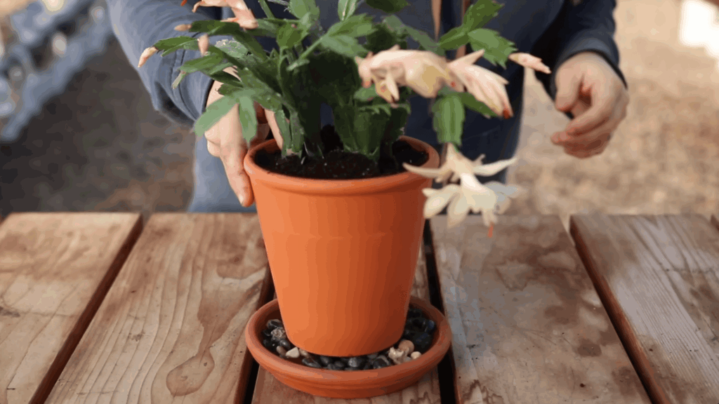 person placing potted flowering plant on saucer on wooden table during gardening activity