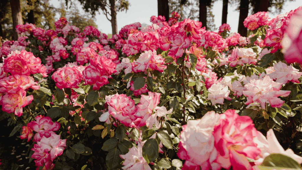 pink and white roses blooming densely in garden bed showing healthy mature plants after learning how to plant roses and rose bushes