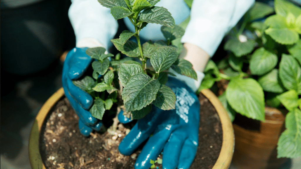 placing a leafy plant into soil in a pot highlighting sustainable gardening practices and nurturing growth
