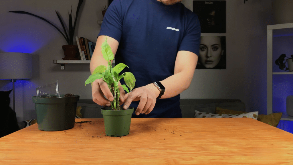 placing plant into new pot with fresh soil