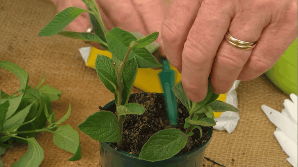plant cutting in soil pot showing how to propagate plants using simple home method