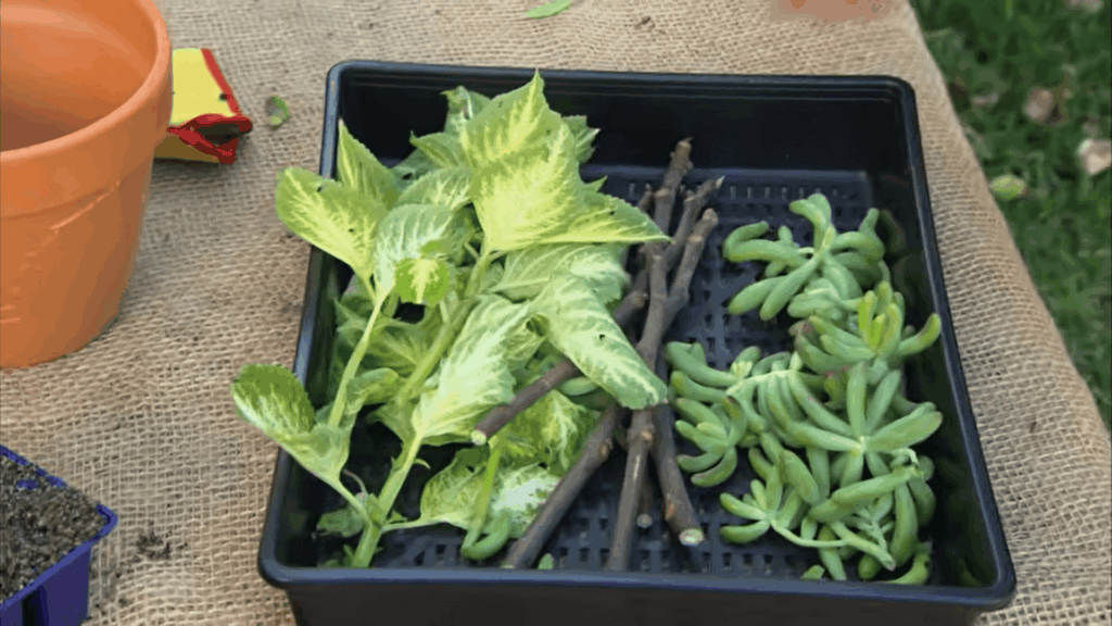 plant cuttings and succulents in tray showing how to propagate plants using simple steps at home